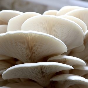 Pleurotus ostreatus "branco" (cultura líquida)