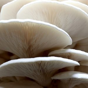 Pleurotus ostreatus "branco" (cultura em placa)