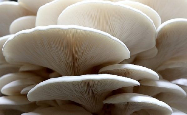 Pleurotus ostreatus "branco" (cultura em placa)