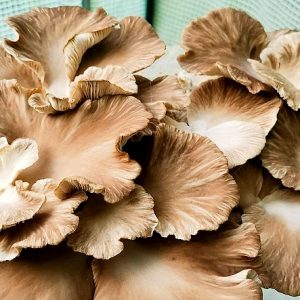 Pleurotus pulmonarius (cultura em placa)