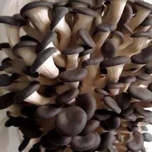 Pleurotus ostreatus "L123" (cultura em placa)