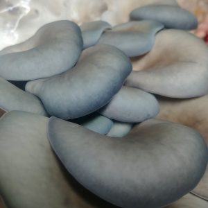 Pleurotus columbinus (cultura em placa)