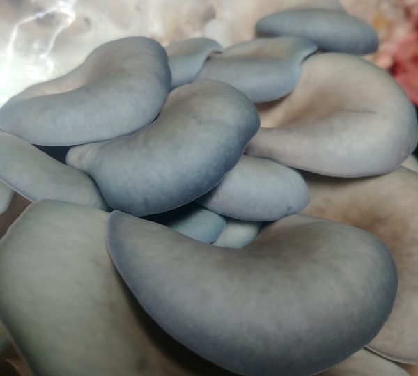 Pleurotus columbinus (cultura em placa)
