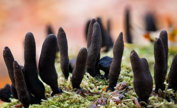 Xylaria polymorpha (cultura em placa)