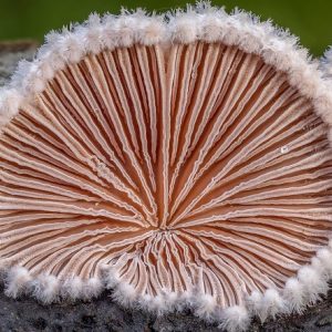 Schizophyllum commune (cultura líquida)