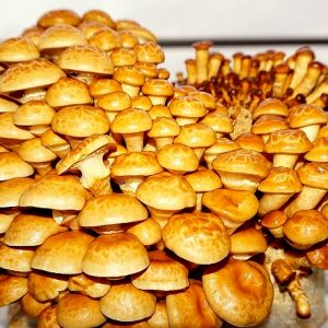 Pholiota nameko (cultura líquida)