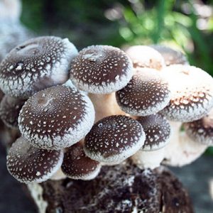 Lentinula edodes (cultura em placa)