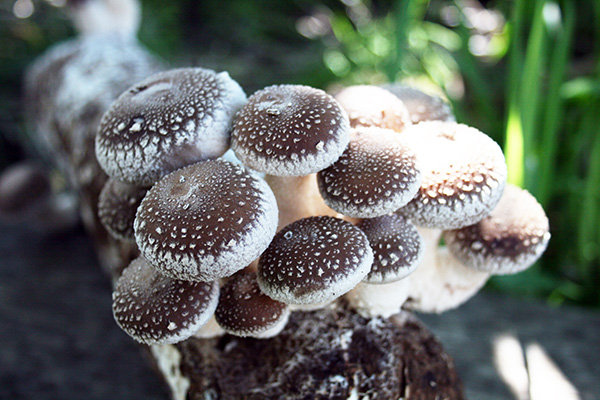 Pequenos cogumelos Lentinus sp. 