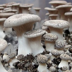 Pleurotus eryngii (cultura em placa)