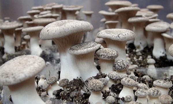 Pleurotus eryngii (cultura em placa)