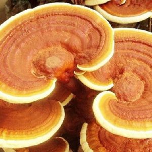 Ganoderma neo-japonicum (cultura líquida)