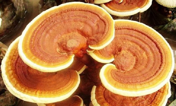 Ganoderma neo-japonicum (cultura líquida)