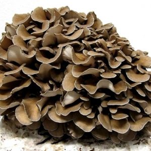 Grifola frondosa (cultura em placa)