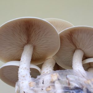 Macrocybe titans (cultura em placa)