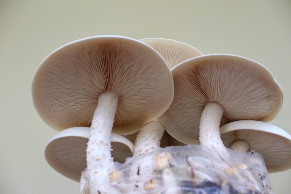 Macrocybe titans (cultura em placa)