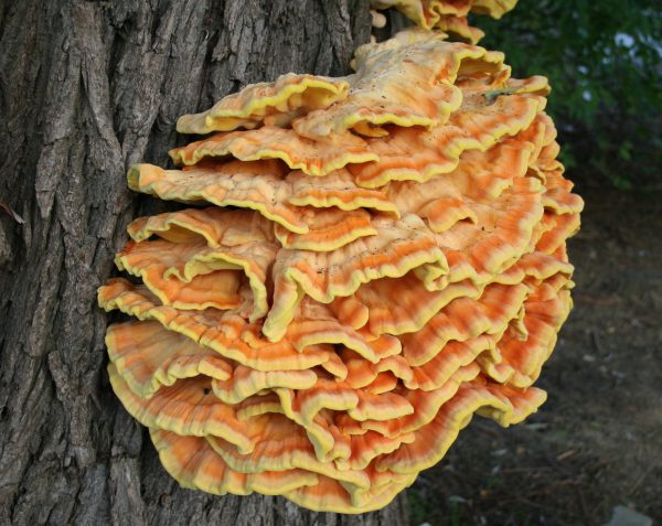 Laetiporus sulphureus (cultura em placa)