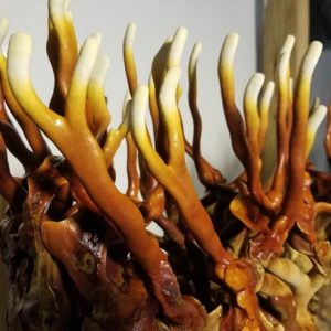Ganoderma multipileum (cultura líquida)