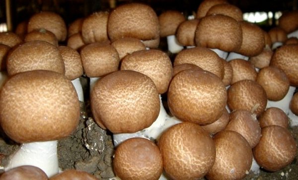 Agaricus subrufescens (cultura em placa)