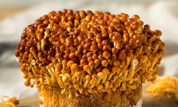 Flammulina velutipes (cultura líquida)