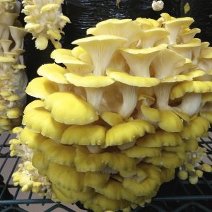 Pleurotus citrinopileatus (cultura em placa)