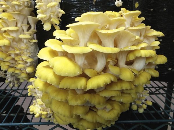 Pleurotus citrinopileatus (cultura em placa)