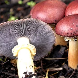 Stropharia rugosoannulata (cultura em placa)