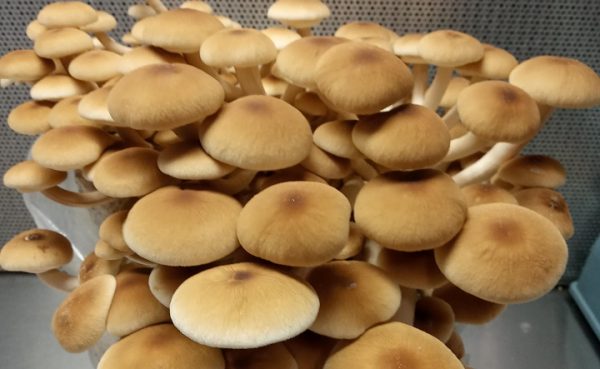 Agrocybe aegerita (cultura líquida)