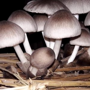 Volvariella volvacea (cultura em placa)