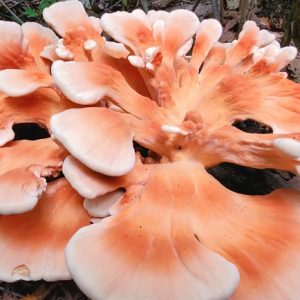Laetiporus cincinnatus (cultura em placa)