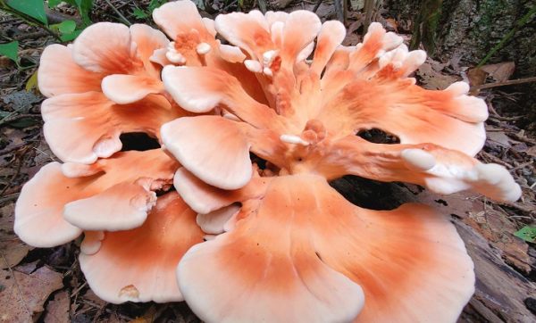 Laetiporus cincinnatus (cultura em placa)