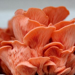 Pleurotus djamor (cultura líquida)