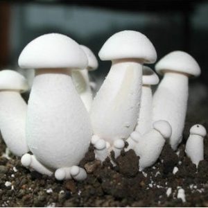 Calocybe indica (cultura líquida)