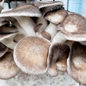 Pleurotus ostreatus "shimofuri" (cultura líquida)