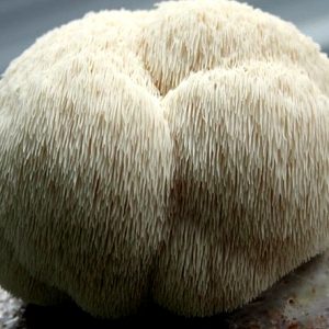 Hericium erinaceus (cultura líquida)