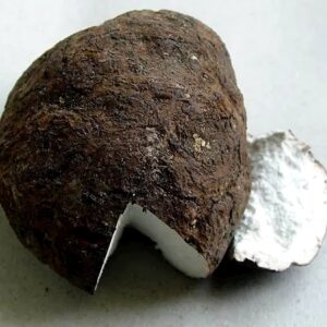 Poria cocos (cultura líquida)