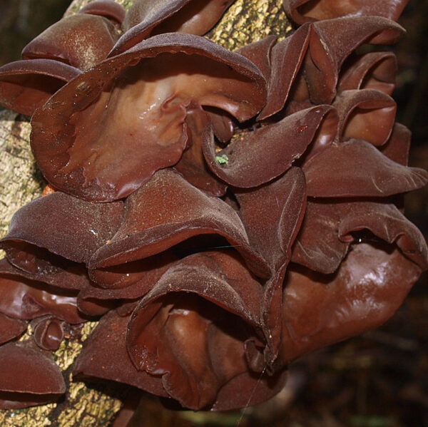 Auricularia cornea (cultura em placa)