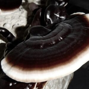 Ganoderma sinense (cultura líquida)