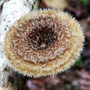 Lentinus crinitus (cultura em placa)