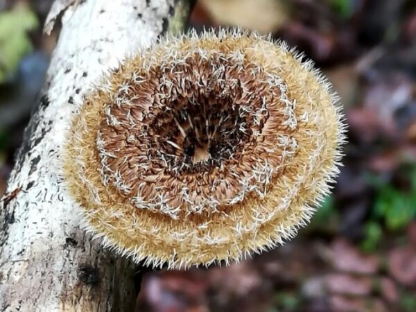 Lentinus crinitus (cultura líquida)