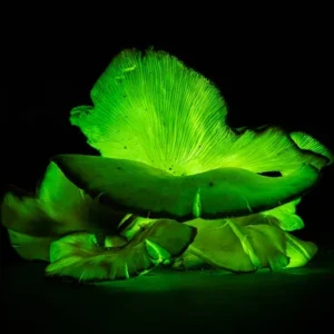 Omphalotus nidiformis (cultura líquida)