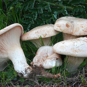 Pleurotus ferulae (cultura em placa)