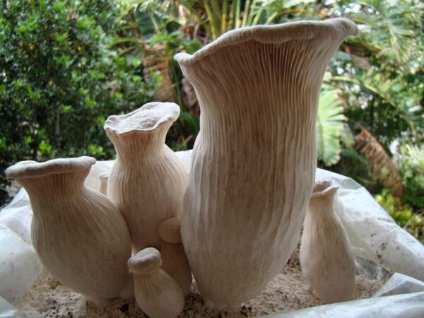 Pleurotus nebrodensis (cultura em placa)