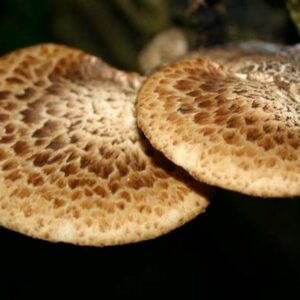 Polyporus squamosus (cultura líquida)