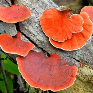 Pycnoporus sanguineus (cultura líquida)