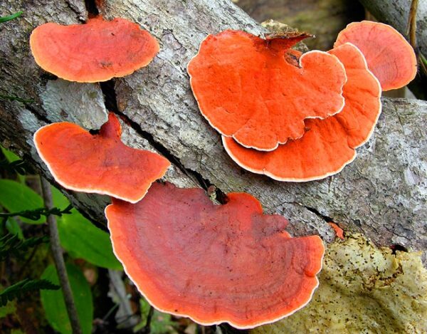 Pycnoporus sanguineus (cultura em placa)